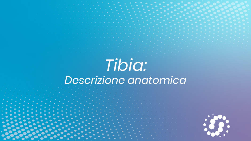 Tibia: dove si trova? Descrizione e rapporti anatomici