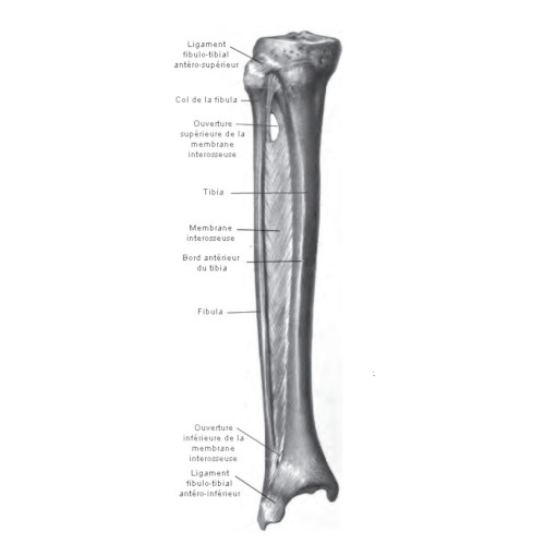 Tibia