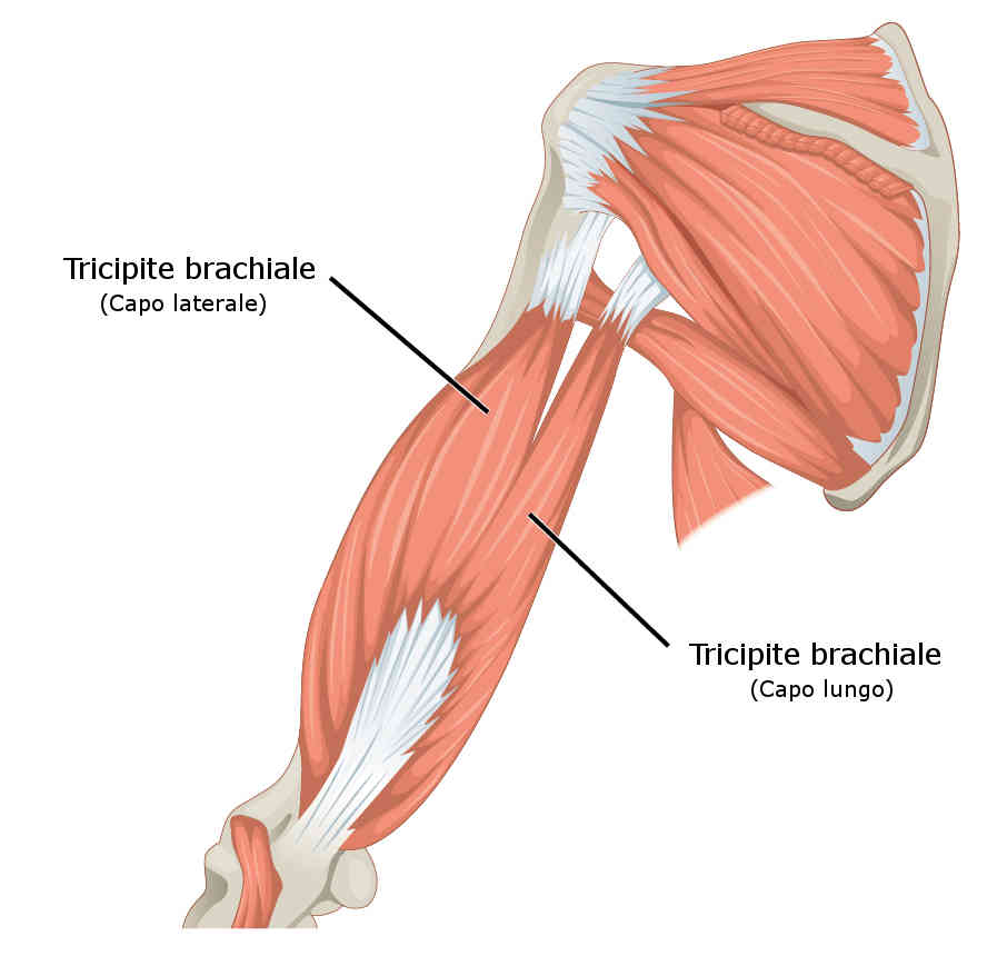 Tricipite brachiale