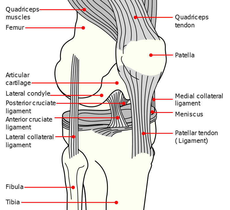 Articolazione del ginocchio