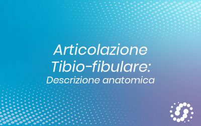 Articolazione tibio-fibulare: anatomia e rapporti dell’articolazione