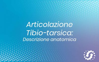 Articolazione tibio-tarsica: anatomia e rapporti dell’articolazione