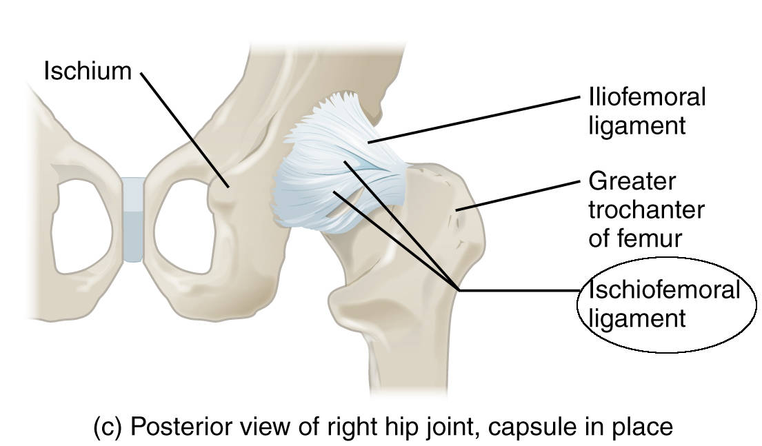 Legamento ischio-femorale