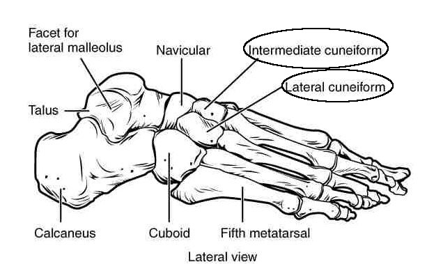 Ossa cuneiformi