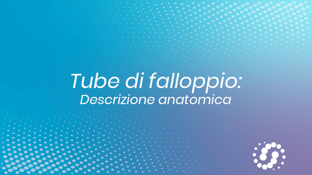 Tube di falloppio: topografia e descrizione anatomica