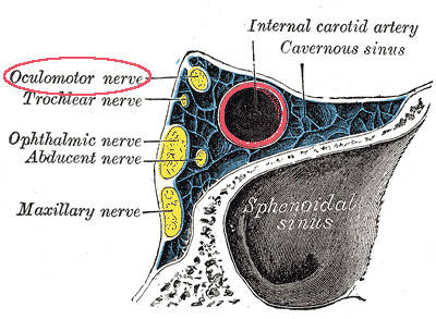 III nervo cranico Seno cavernoso