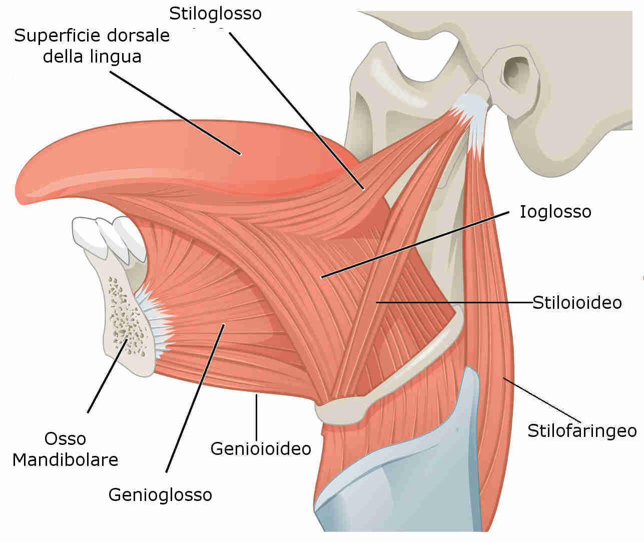 Muscoli estrinseci della lingua