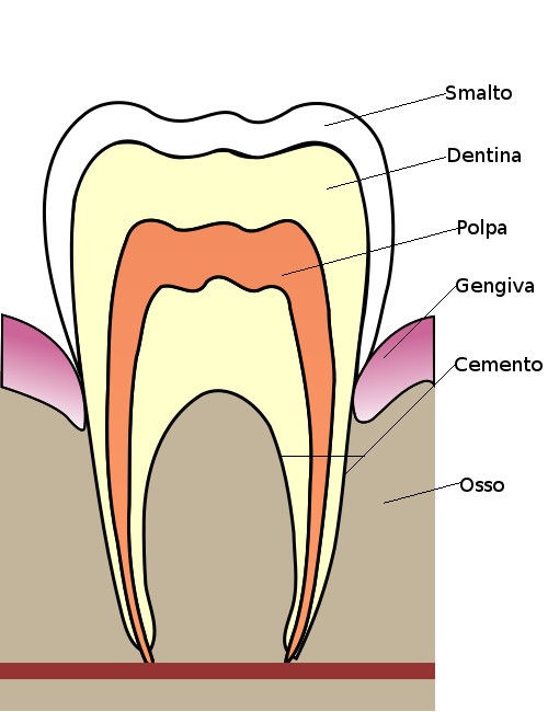 Denti: suddivisione, disposizione e descrizione anatomia