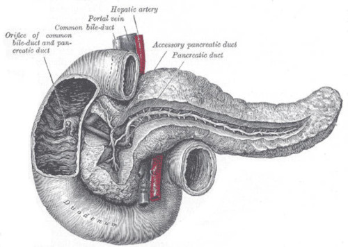 Dotti pancreatici