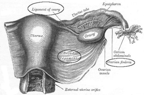 Legamenti dell'ovaio