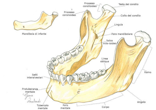 Mandibolare