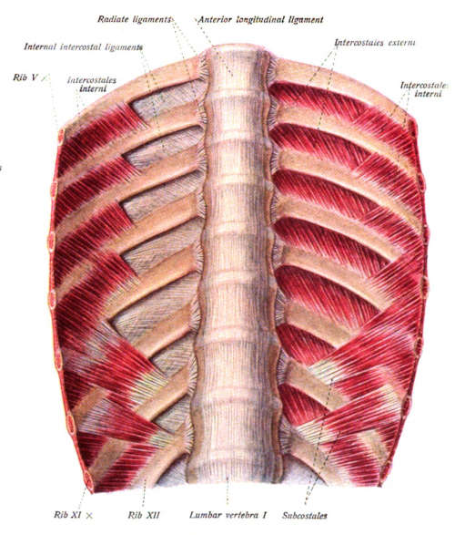 Muscoli intercostali