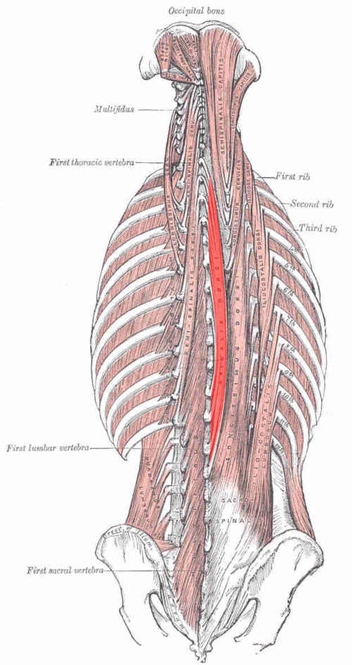 Muscolo spinale
