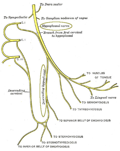 Nervo ipoglosso