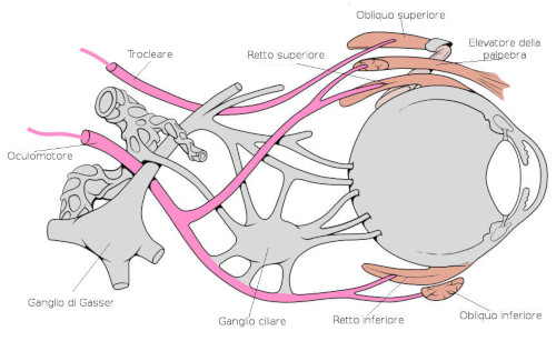 Nervo oculomotore