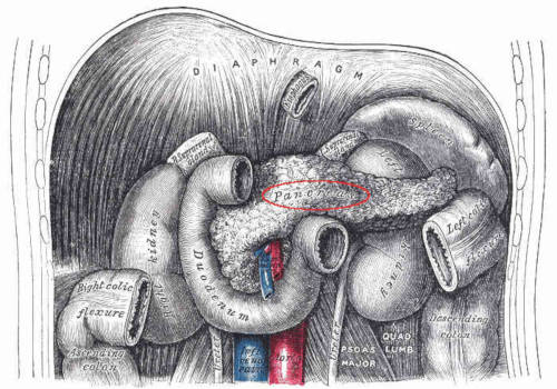 Pancreas