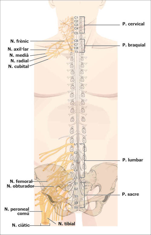 Plessi spinali