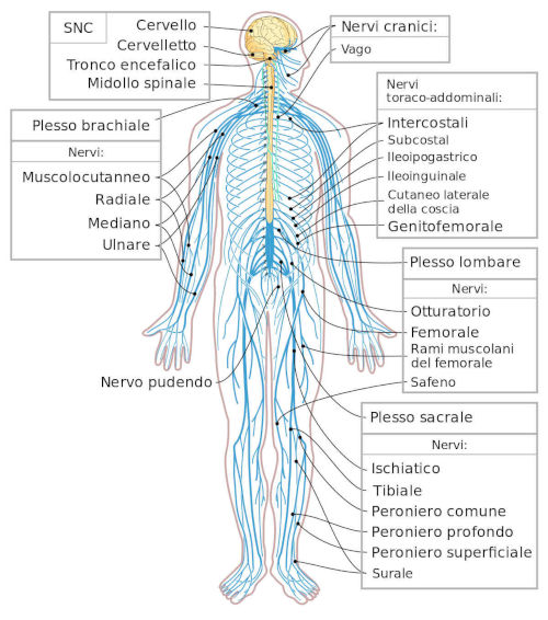 Sistema Nervoso Somatico Volontario Definizione E Descrizione