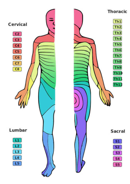 dermatomeri