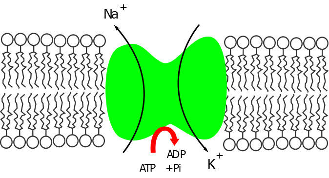 pompa sodio potassio atpasi