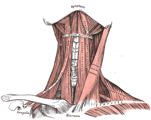 Muscoli del collo