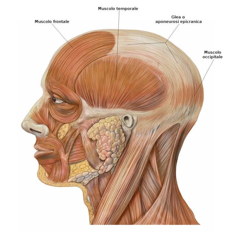 Muscoli della volta cranica