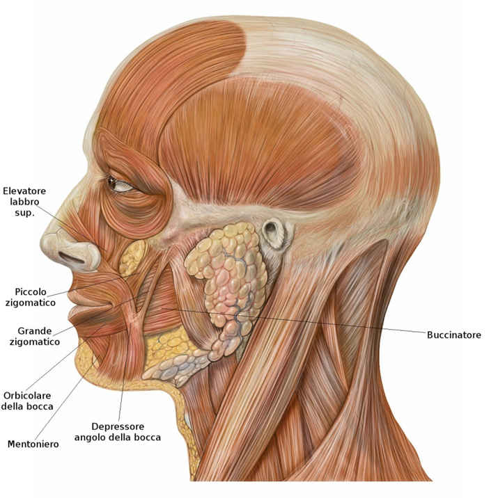 Muscoli delle labbra