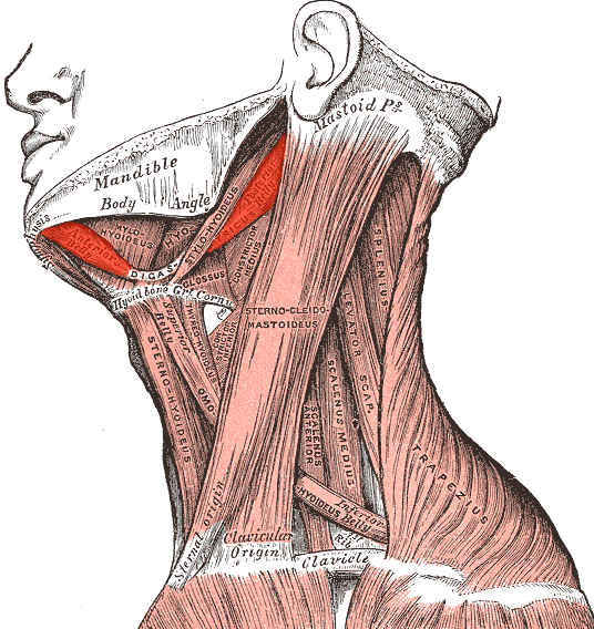 Muscolo digastrico