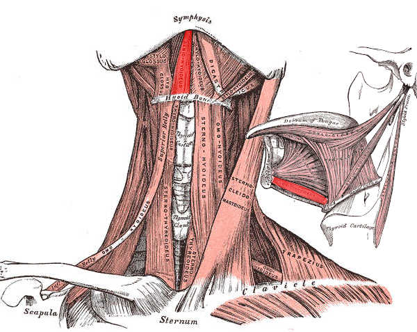 Muscolo genioioideo