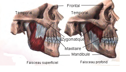 Muscolo massetere