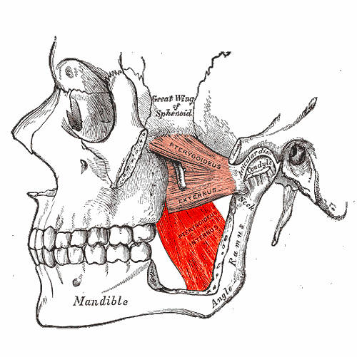 Muscolo pterigoideo interno