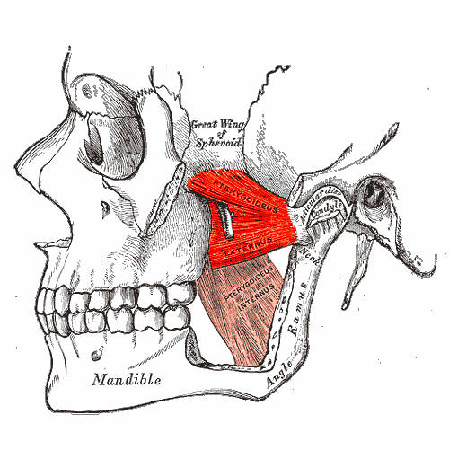 Muscolo pterigoideo laterale o esterno