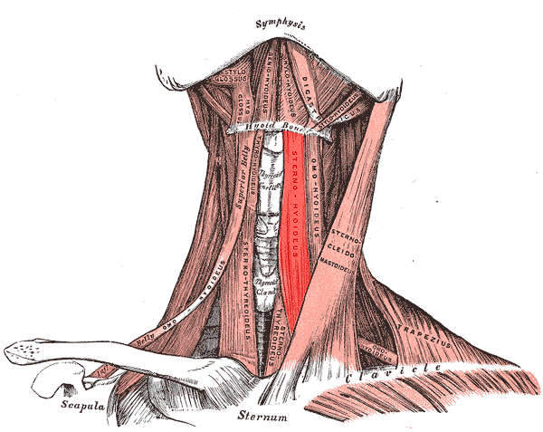 Muscolo sternoioideo