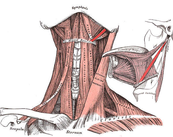 Muscolo stiloioideo