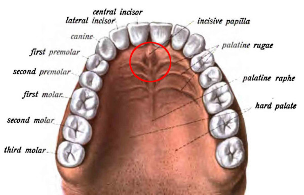 Papilla retroincisiva