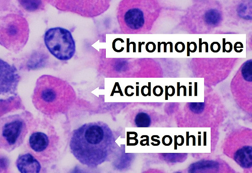 Cellule ipofisi anteriore