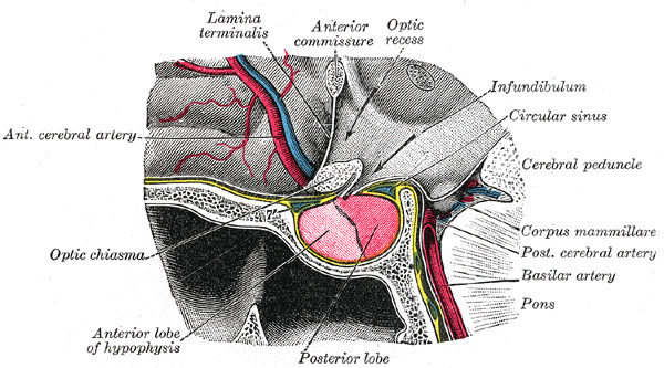 Ipofisi anatomia