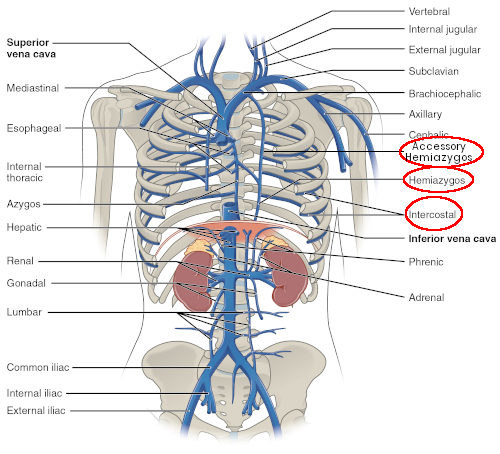 Vena Emiazygos