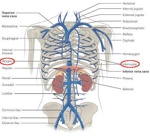 Vena azygos