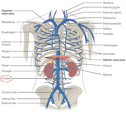 Vena lombare ascendente