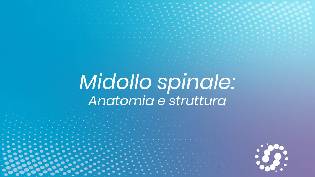 Midollo spinale: anatomia e struttura
