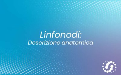 Linfonodi: anatomia macroscopica e microscopica