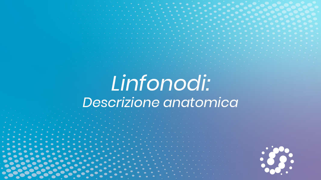 Linfonodi: anatomia macroscopica e microscopica