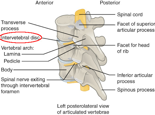 Anfiartrosi articolazione della colonna vertebrale