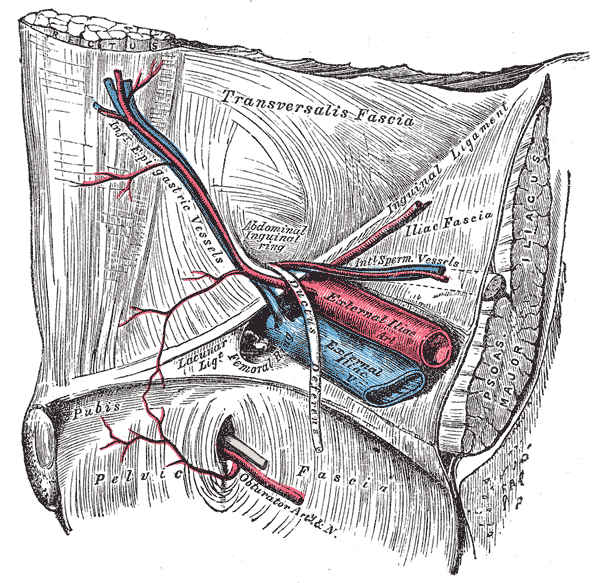 Arteria epigastrica inferiore