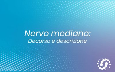 Nervo mediano: decorso e descrizione anatomica