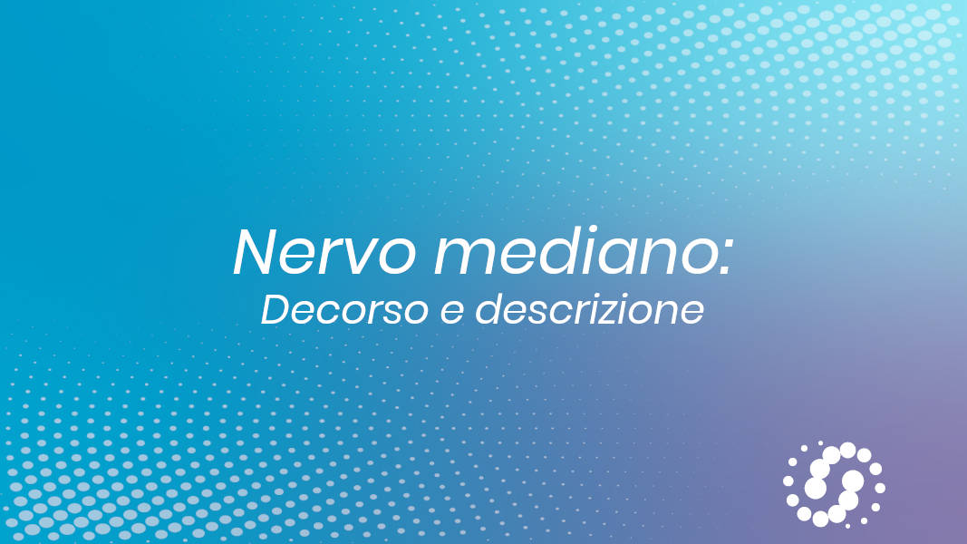 Nervo mediano: decorso e descrizione anatomica