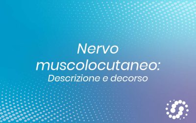 Nervo muscolocutaneo: decorso e descrizione anatomica