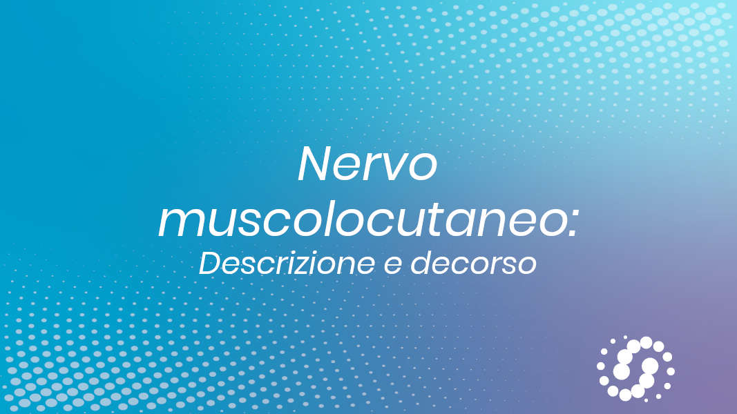 Nervo muscolocutaneo: decorso e descrizione anatomica