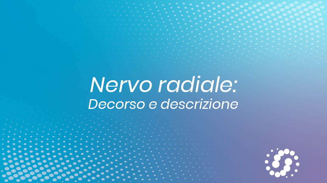 Nervo radiale: decorso e descrizione anatomica